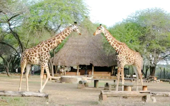 Giraffes near a thatched hut at Haller Park, Mombasa.
