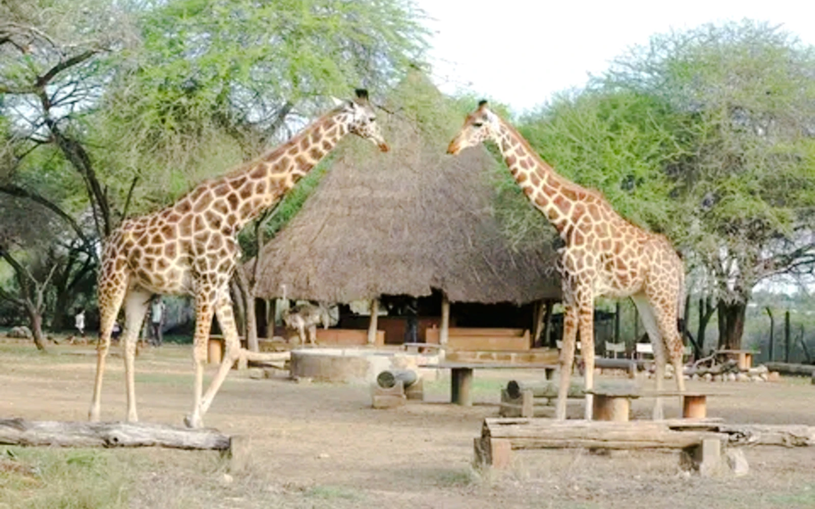 From Mombasa: Haller Park Tour with Giraffe Feeding (Product 56415)