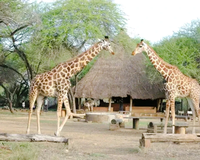 From Mombasa: Haller Park Tour with Giraffe Feeding (Product 56415)