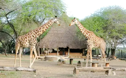 Giraffes near a thatched hut at Haller Park, Mombasa.