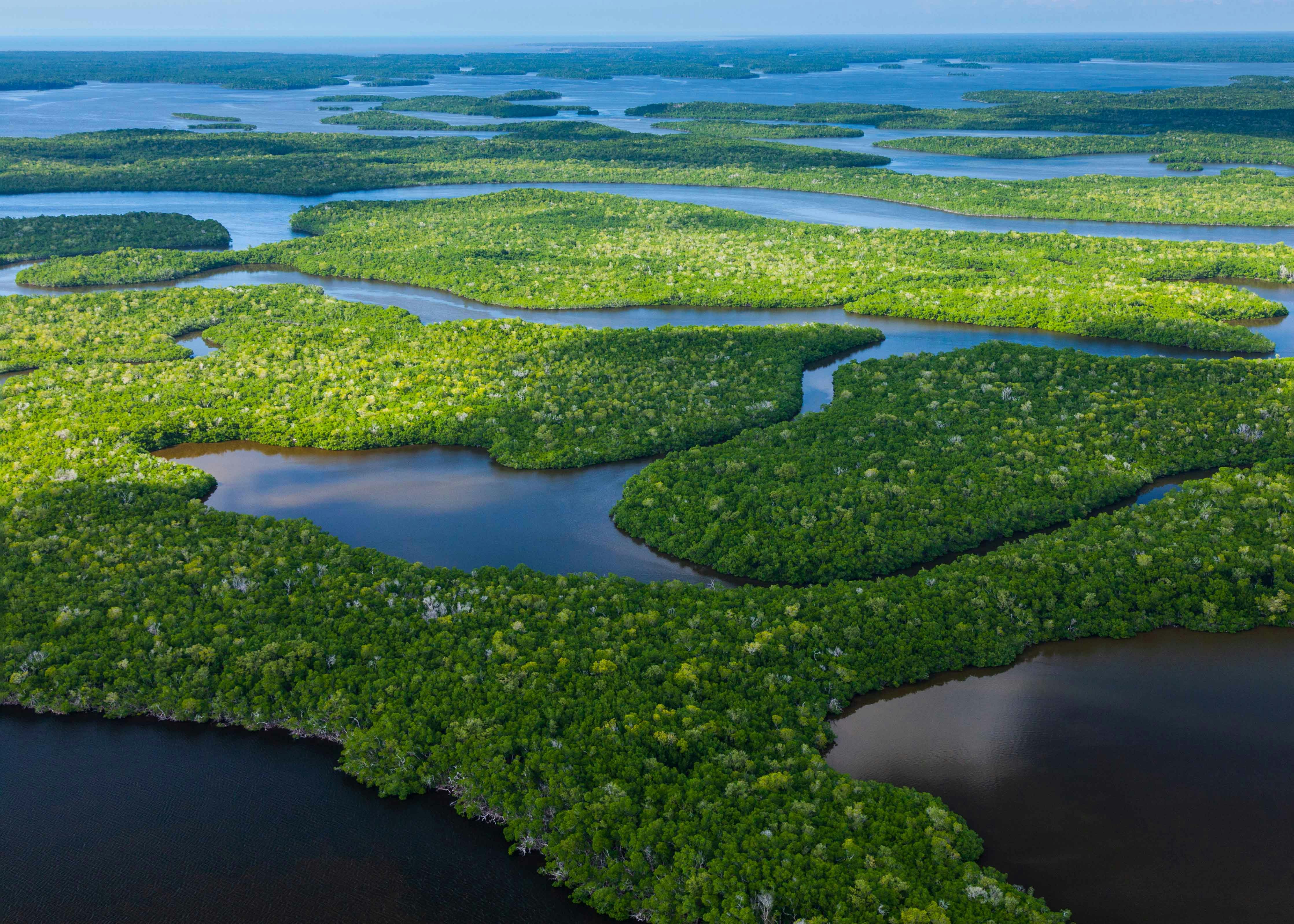 Aerial view of lush waterways in Everglades National Park, Florida, USA.