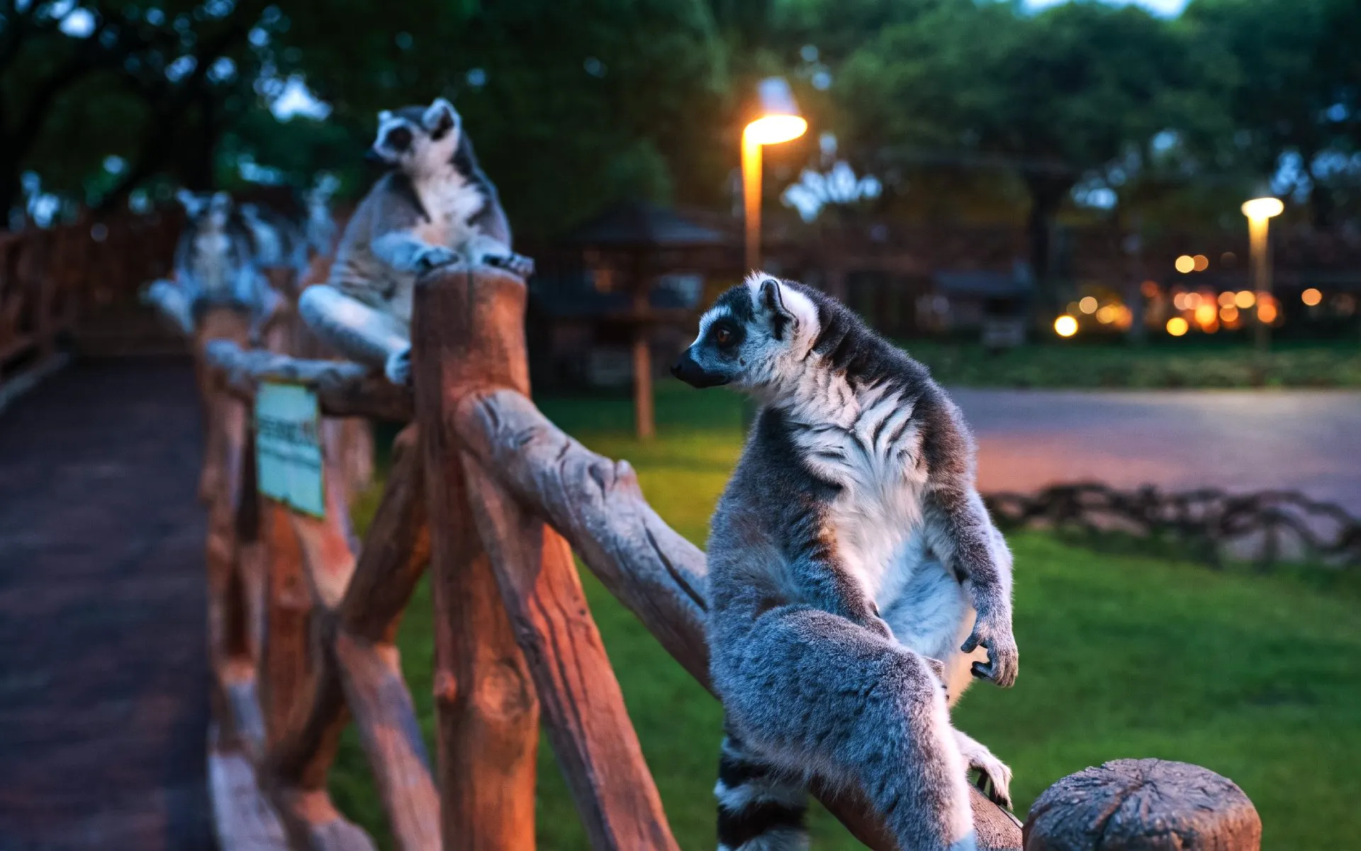 Lemurs sitting on a wooden fence at Shanghai Wild Animal Park.