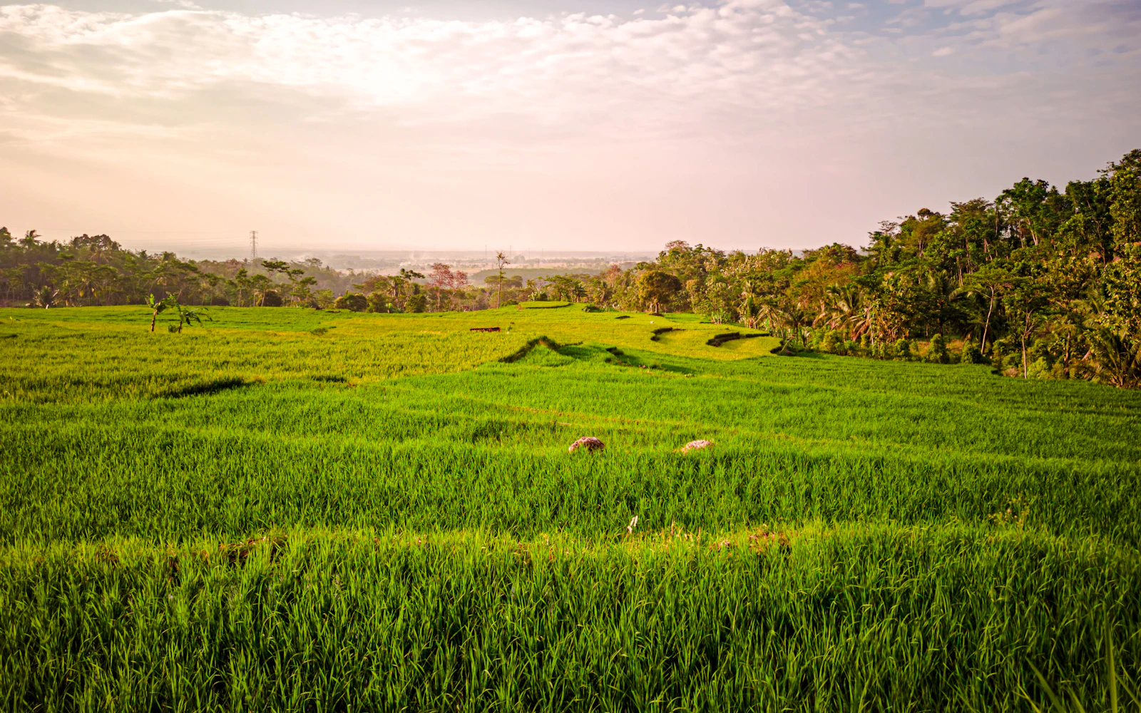 Bali Private Car Charter with Driver (Product 54279)