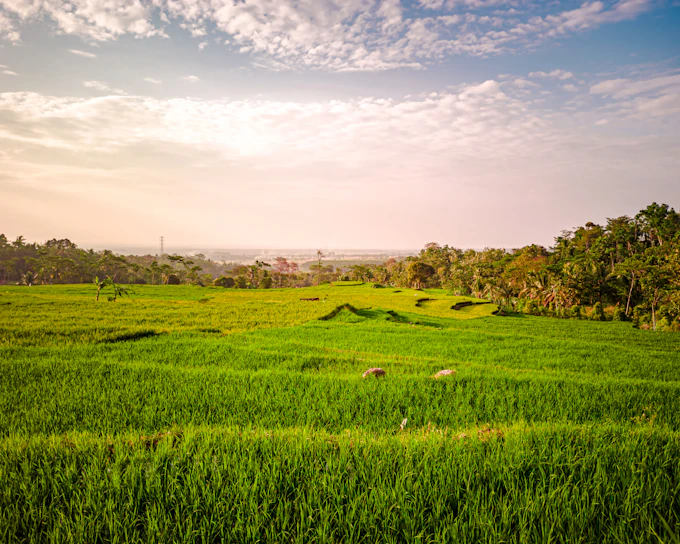 Bali Private Car Charter with Driver (Product 54279)