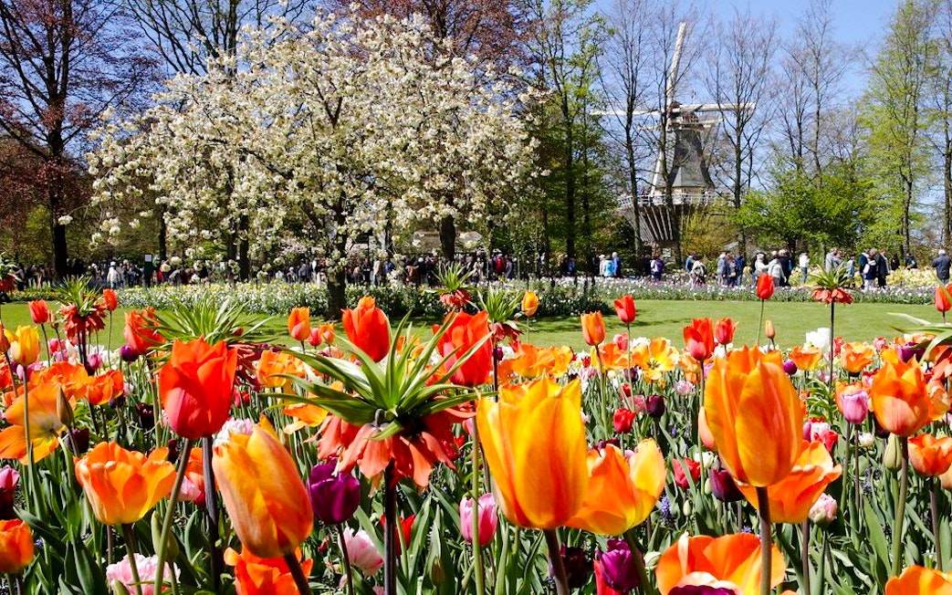 Tulips in bloom at Keukenhof Gardens, Amsterdam, with a windmill in the background.