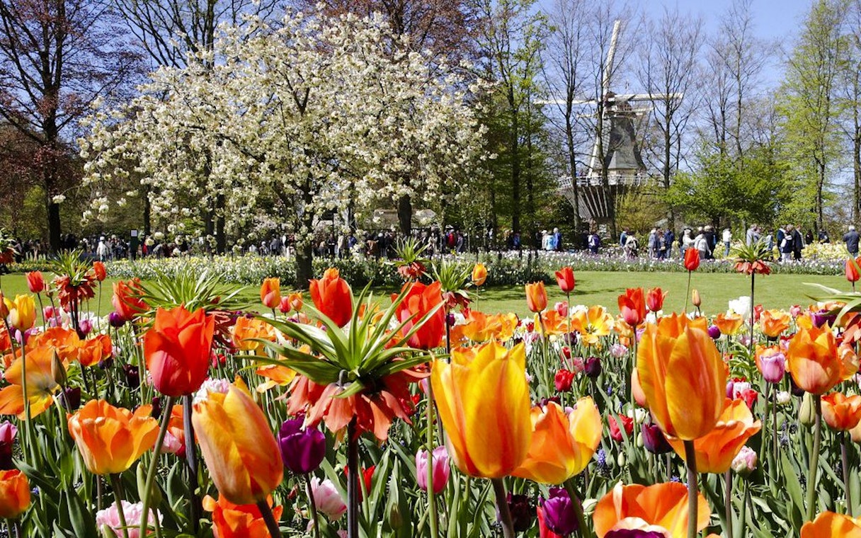 Tulips in bloom at Keukenhof Gardens, Amsterdam, with a windmill in the background.