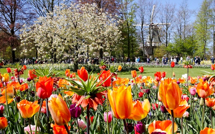 Tulips in bloom at Keukenhof Gardens, Amsterdam, with a windmill in the background.