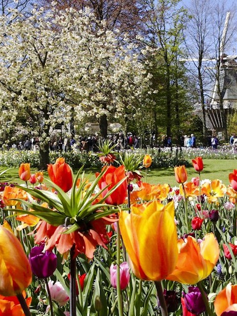 Tulips in bloom at Keukenhof Gardens, Amsterdam, with a windmill in the background.