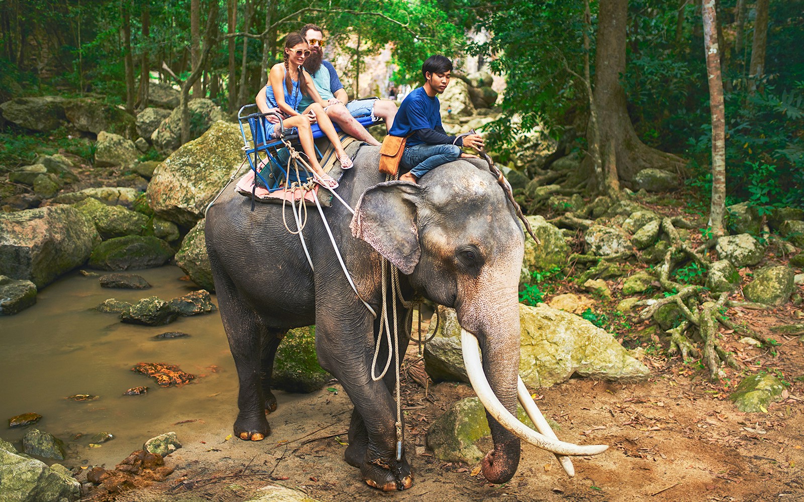 Elephant trekking in Thailand