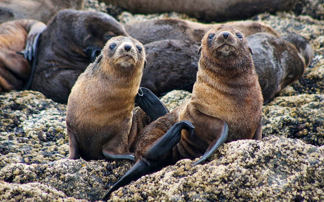 Seals resting on rocky shore during Phillip Island afternoon cruise.