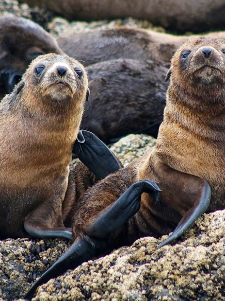Seals resting on rocky shore during Phillip Island afternoon cruise.