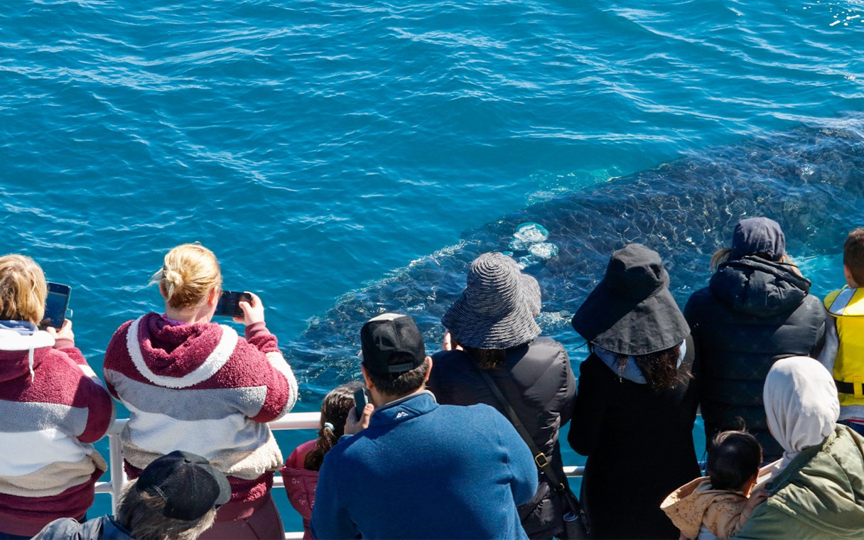 Tourists watching a whale surface near a boat in Dunsborough.