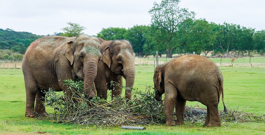 Whipsnade Hayvanat Bahçesi