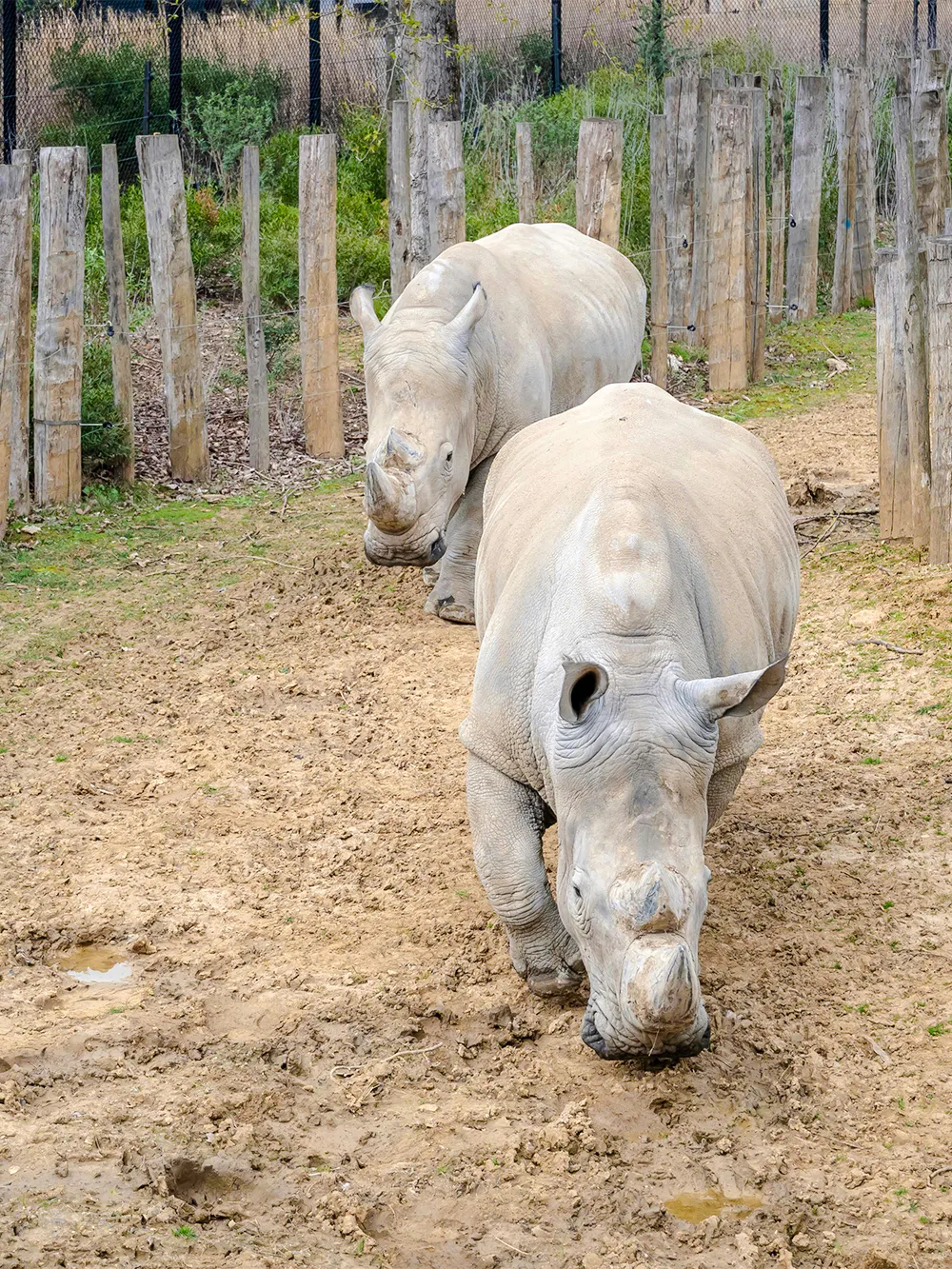 Rhinoceroses walking in an enclosure at Zoo de Vincennes, Paris.