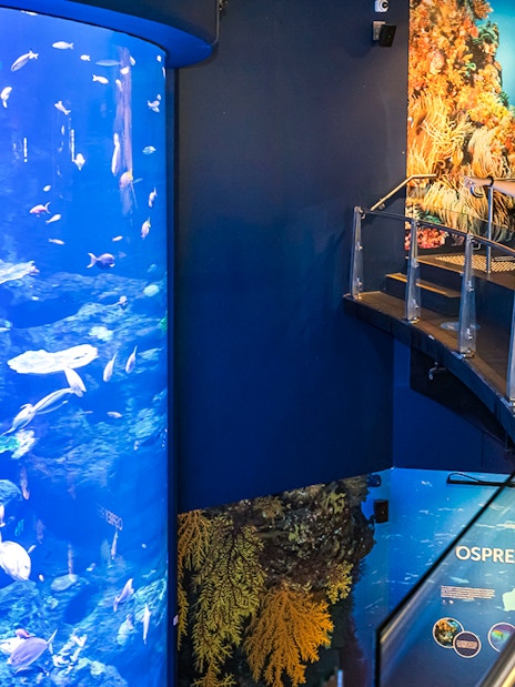 Visitors observing marine life at Cairns Aquarium through a large tank display.