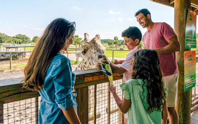 Guests feeding giraffe during Everglades Airboat Tour at Wildlife Park.
