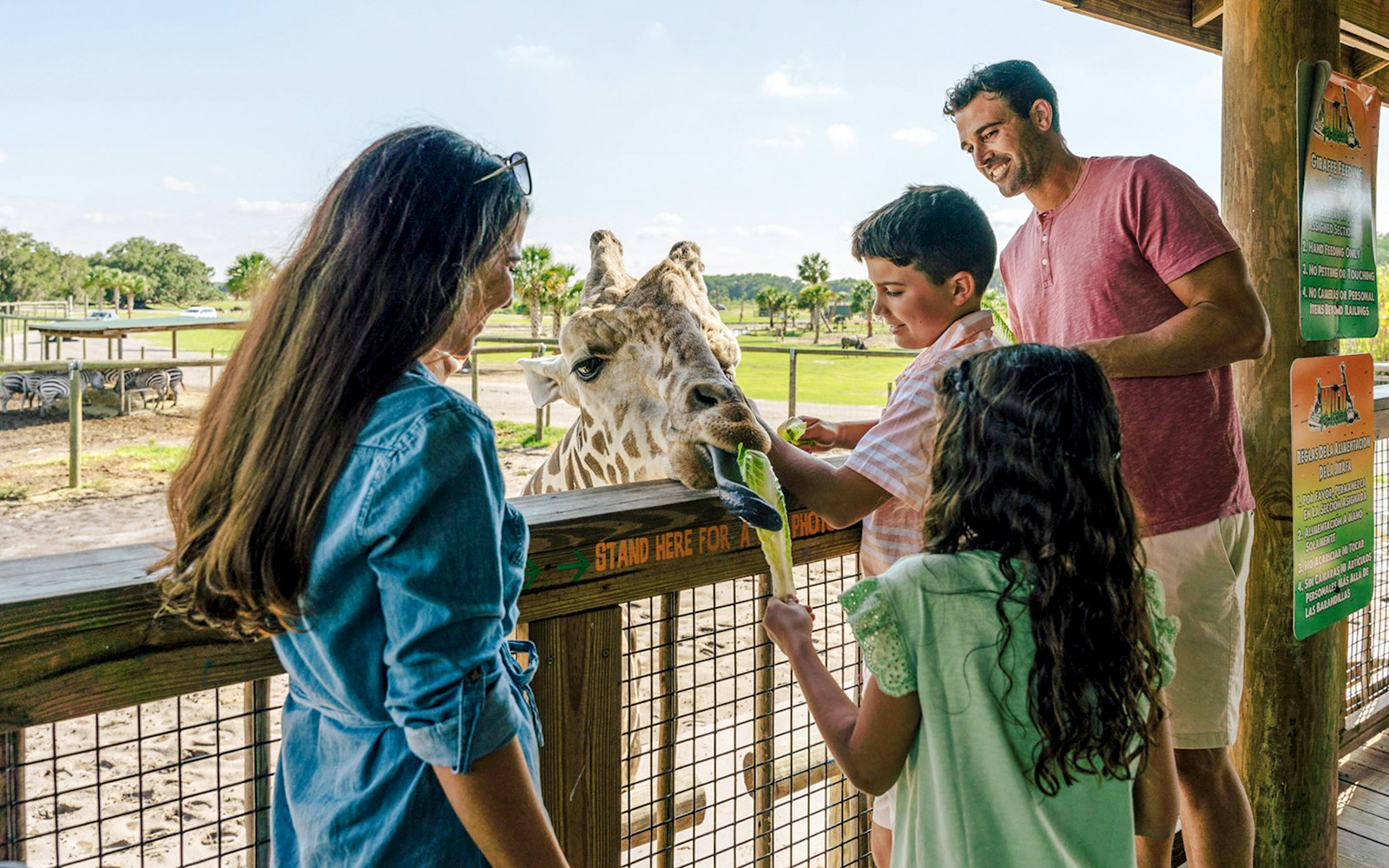 Guests feeding giraffe during Everglades Airboat Tour at Wildlife Park.