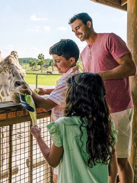 Guests feeding giraffe during Everglades Airboat Tour at Wildlife Park.
