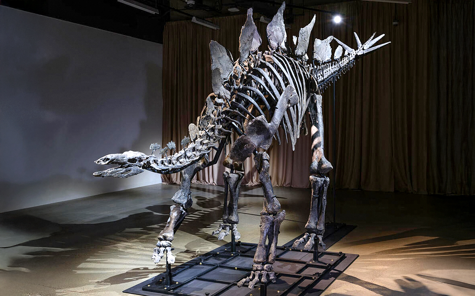 Apex Stegosaurus Fossil in American Museum of Natural History