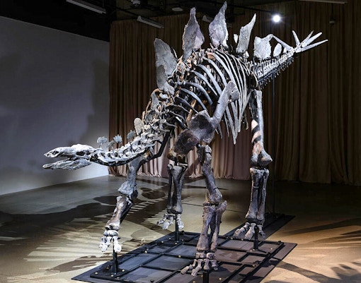 Apex Stegosaurus Fossil in American Museum of Natural History