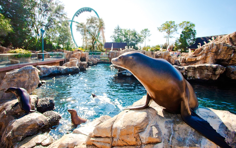 Sea lion resting on rocks at SeaWorld Orlando with roller coaster in background.