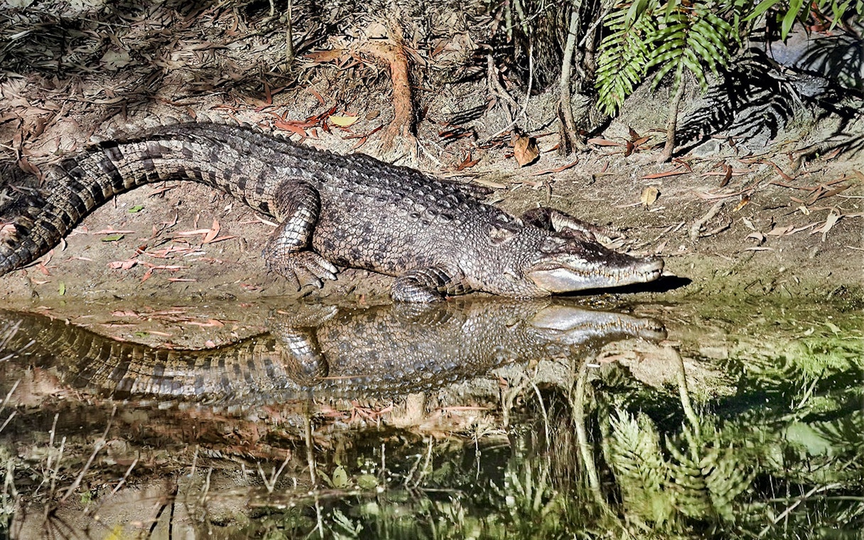 Crocodile resting by the water at Hartley's Crocodile Adventures, Australia.