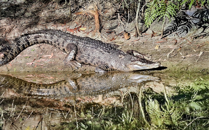 Crocodile resting by the water at Hartley's Crocodile Adventures, Australia.