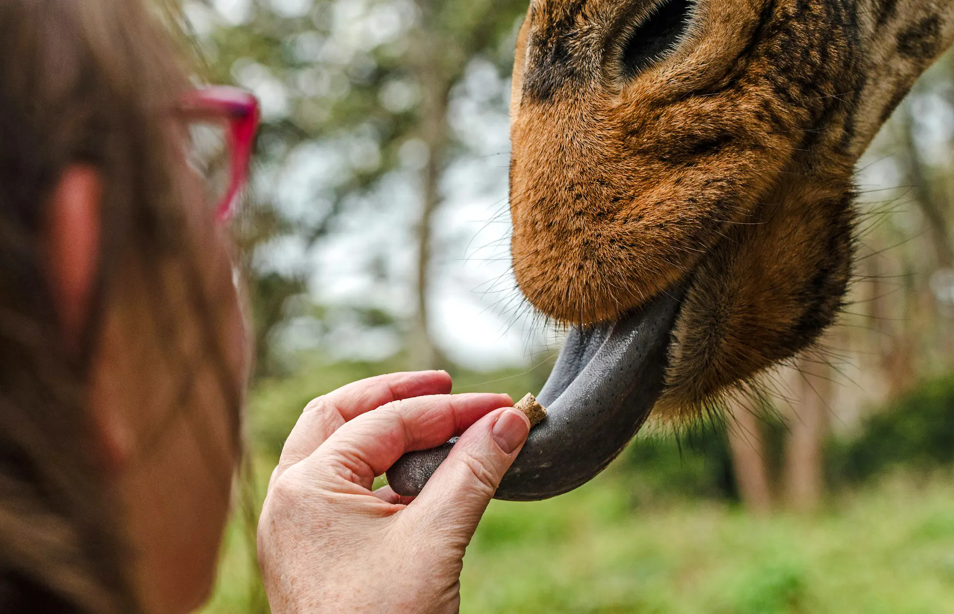 Feeding a giraffe at Nairobi's Giraffe Centre, part of the Nairobi Heritage tour.