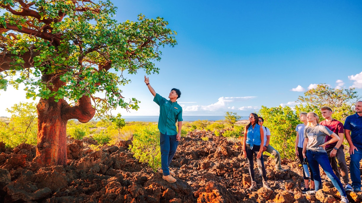 Guide explaining tree to group on Maunakea Summit & Stars tour.