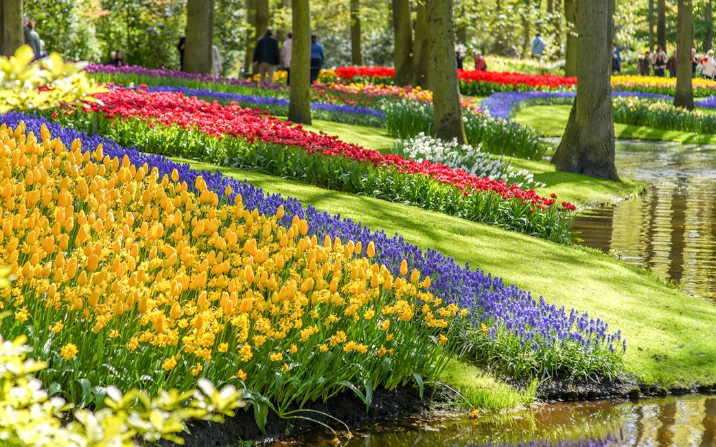 Tulips and colorful flowers along a pond at Keukenhof Gardens, Netherlands.