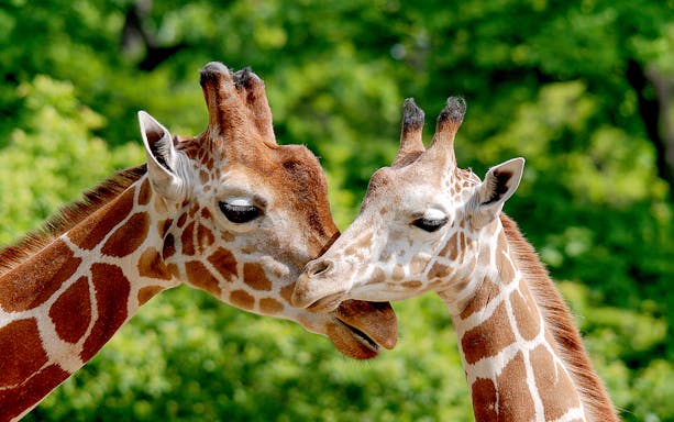 Giraffes nuzzling at Six Flags Discovery Kingdom.