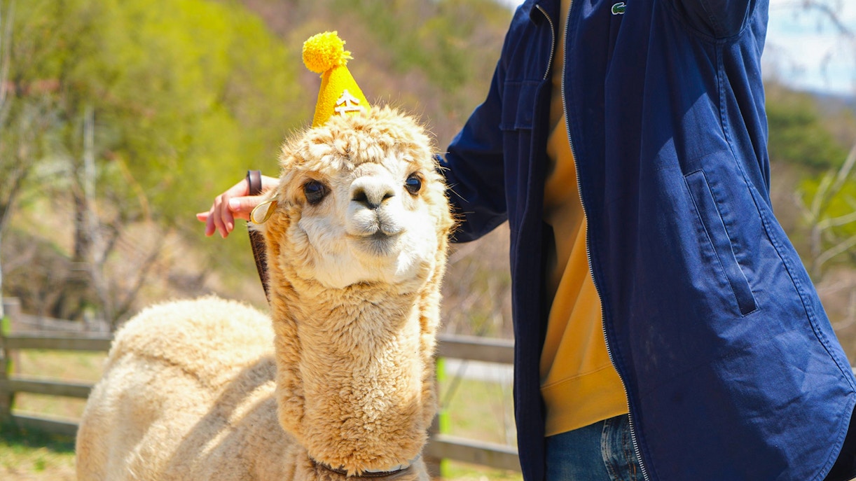 Alpaca World