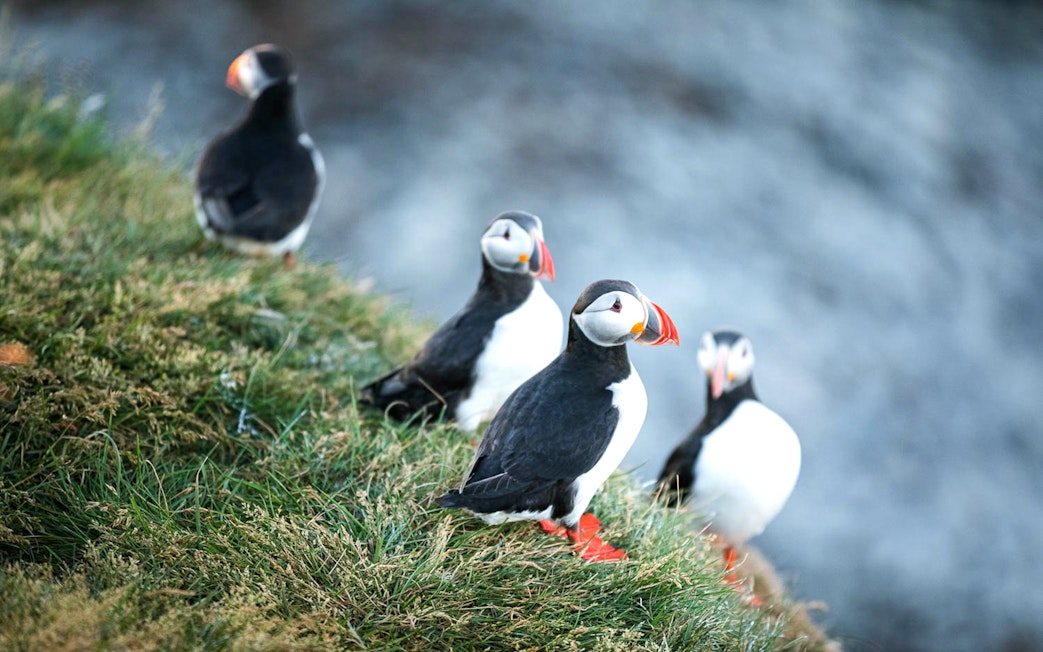 Puffins on grassy cliff during whale watching and puffin tour cruise.
