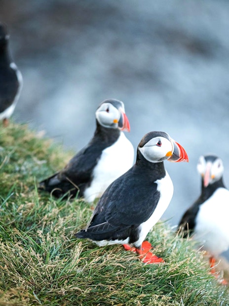Puffins on grassy cliff during whale watching and puffin tour cruise.