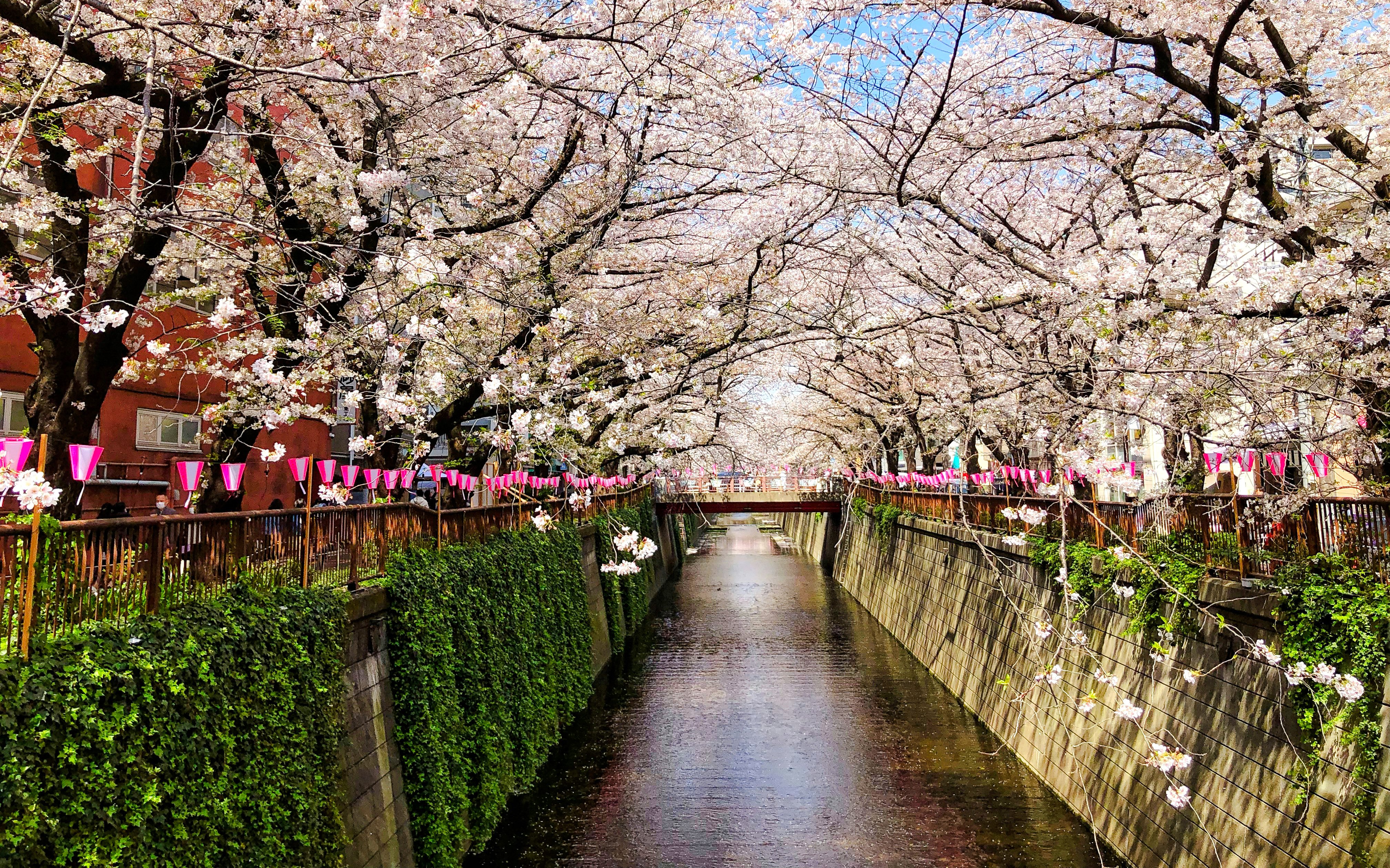 Cherry blossoms over Meguro River in Tokyo during spring.