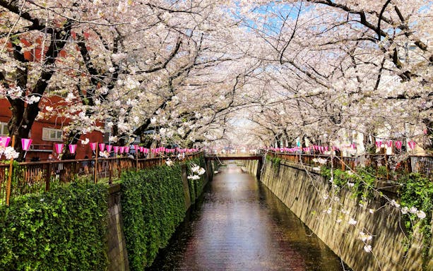 Cherry blossoms over Meguro River in Tokyo during spring.