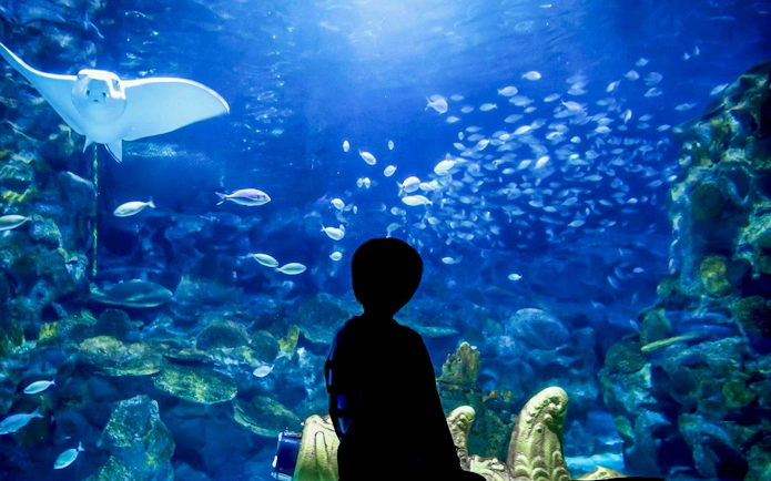 Child observing fish and stingray in aquarium exhibit.