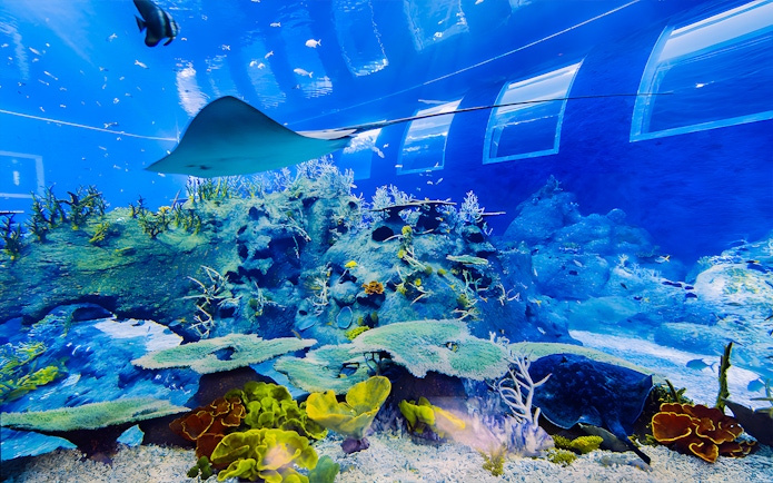 Manta ray gliding over coral reef at S.E.A Aquarium Singapore.