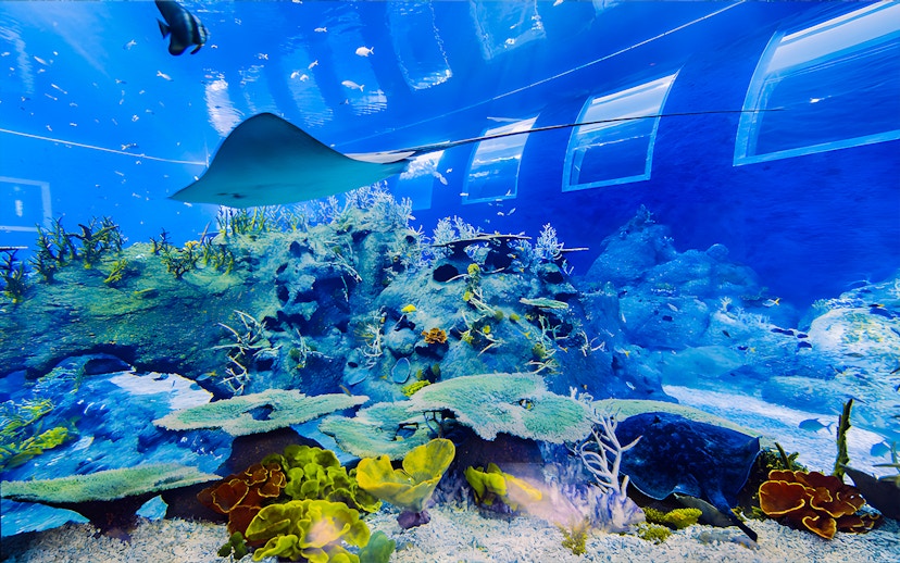 Manta ray gliding over coral reef at S.E.A Aquarium Singapore.