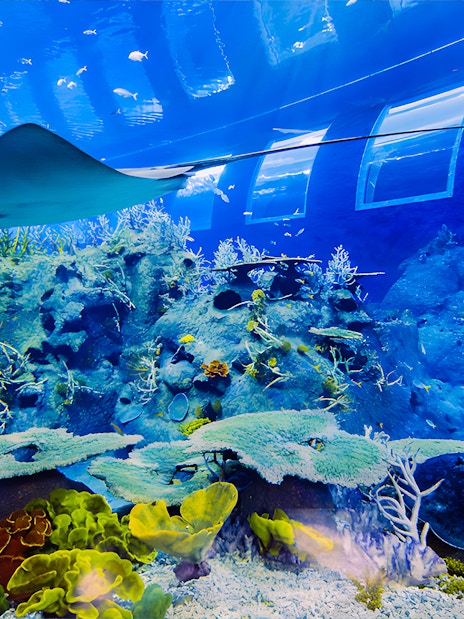 Manta ray gliding over coral reef at S.E.A Aquarium Singapore.