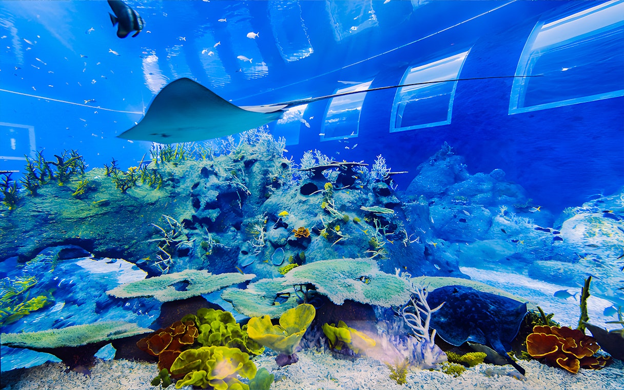 Manta ray gliding over coral reef at S.E.A Aquarium Singapore.