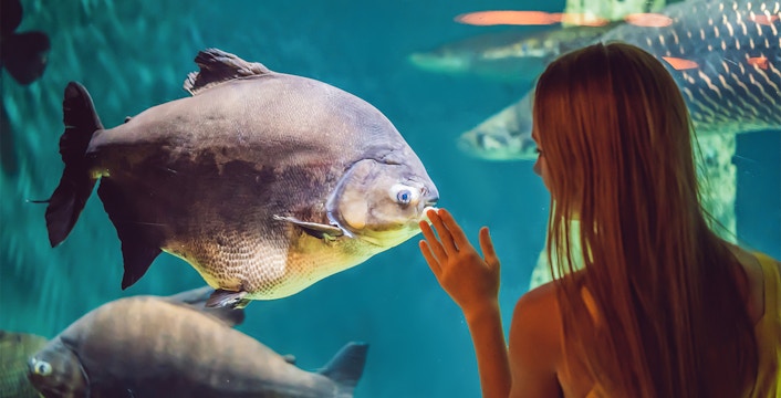 Osaka Aquarium Kaiyukan