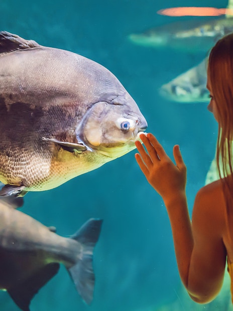 Visitor observing fish at Aquarium Barcelona.