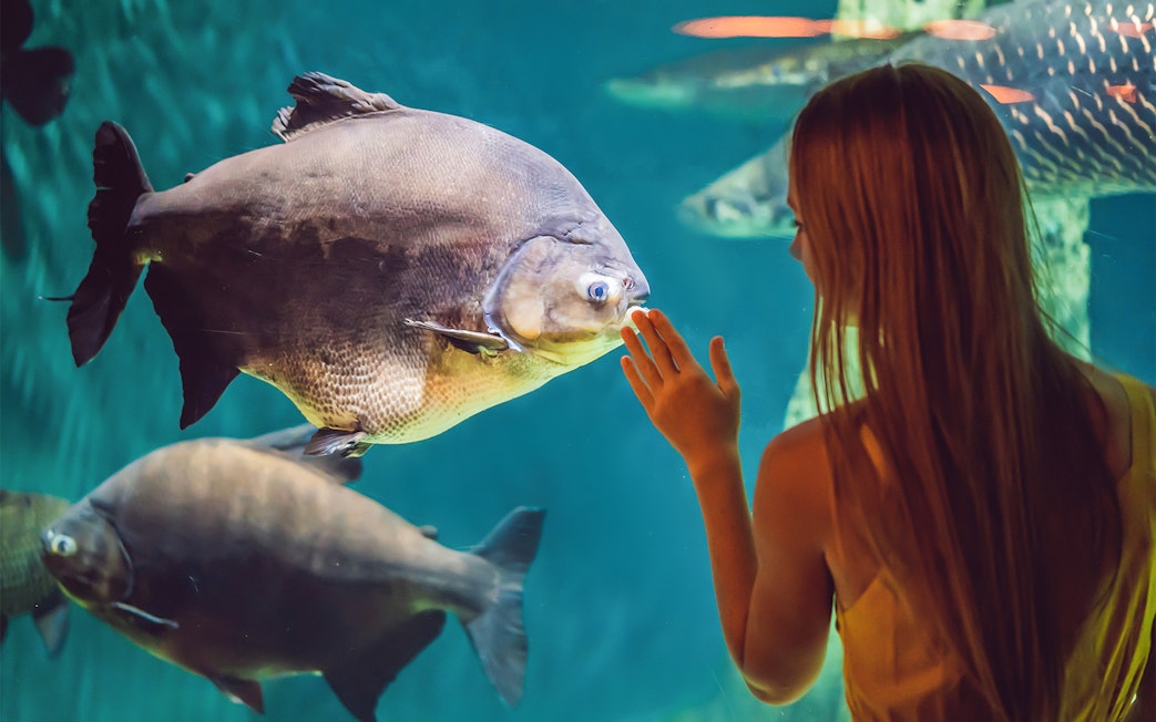Child observing fish at Barcelona Aquarium.