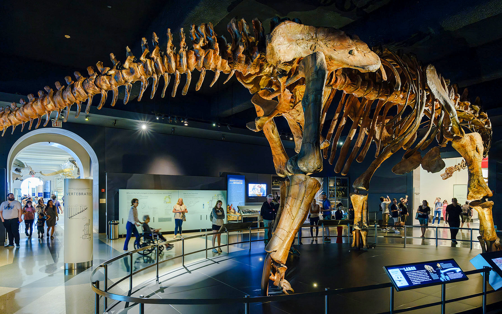 Dinosaur skeleton exhibit at Miriam and Ira D. Wallach Orientation Center, American Museum of Natural History.