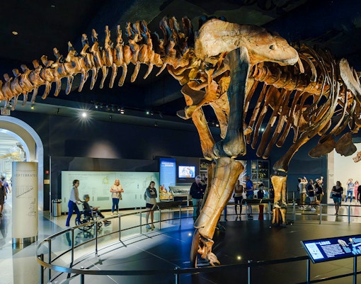 Dinosaur skeleton exhibit at Miriam and Ira D. Wallach Orientation Center, American Museum of Natural History.