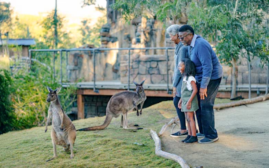 Child with grandparents observing kangaroos at San Diego Zoo Safari Park.