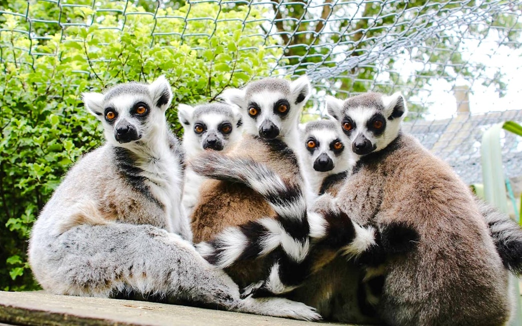Group of ring-tailed lemurs huddled together in a lush green enclosure.