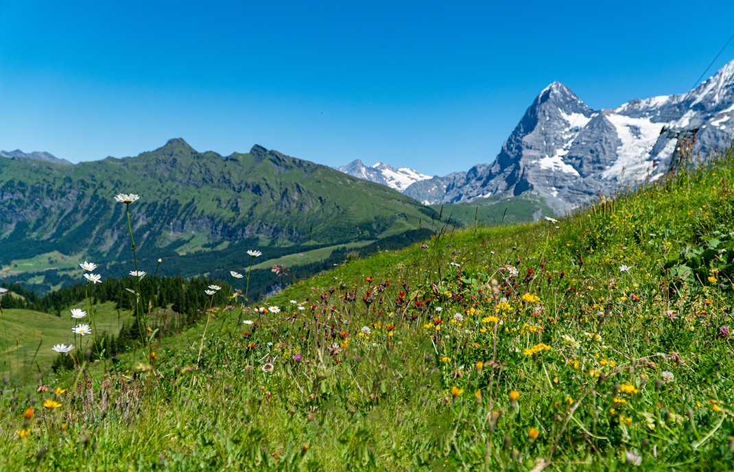 Things To Do in Schilthorn