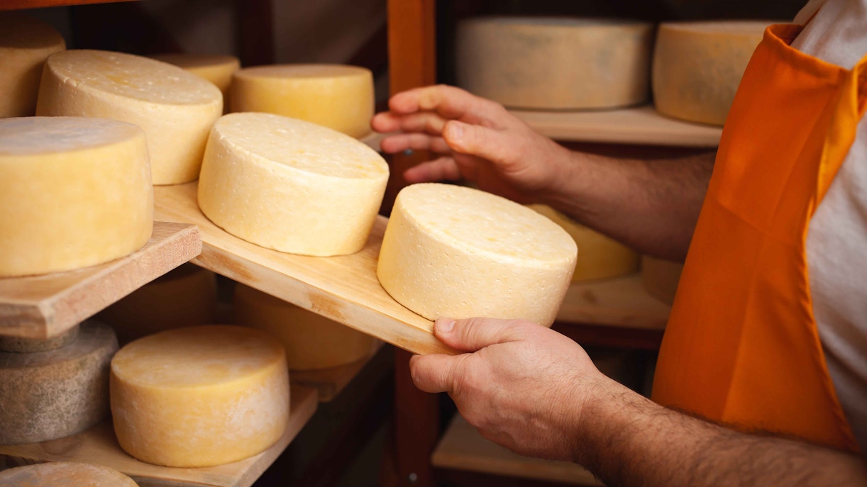 Cheese wheels being handled at Volendam Cheese Factory.